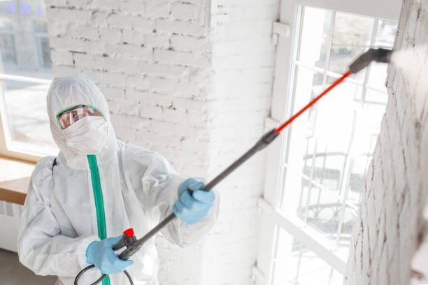 Best Emergency Mold Remediation in Hart, MI